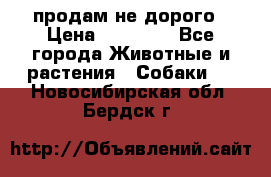 продам не дорого › Цена ­ 10 000 - Все города Животные и растения » Собаки   . Новосибирская обл.,Бердск г.